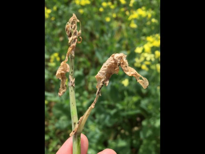 Canola - glufosinate d'ammonium (10)_4