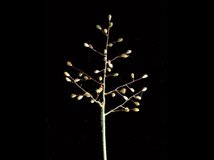 Panic laineux (Dichanthelium lanuginosum)_3