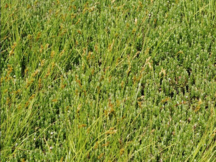 Carex balais(Carex scoparia)_4