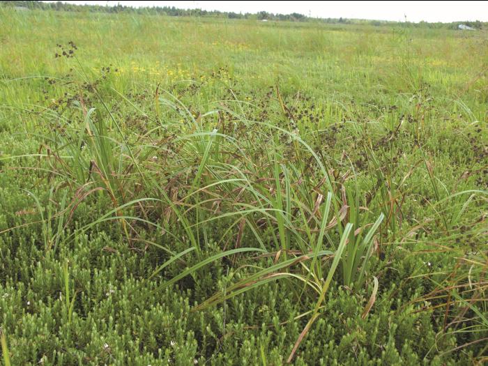 scirpe noeuds rouges (Scirpus microcarpus)_4