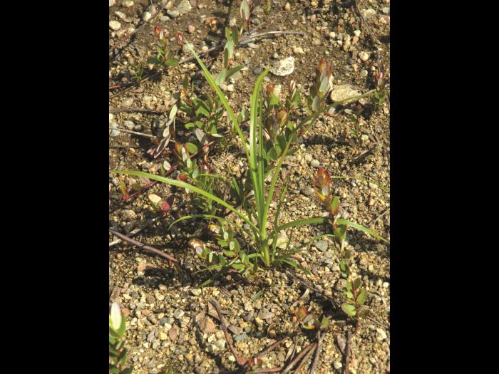 Scirpe souchet (Scirpus cyperinus)_7