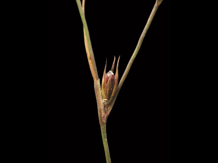 Jonc des crapauds (Juncus bufonius)_2
