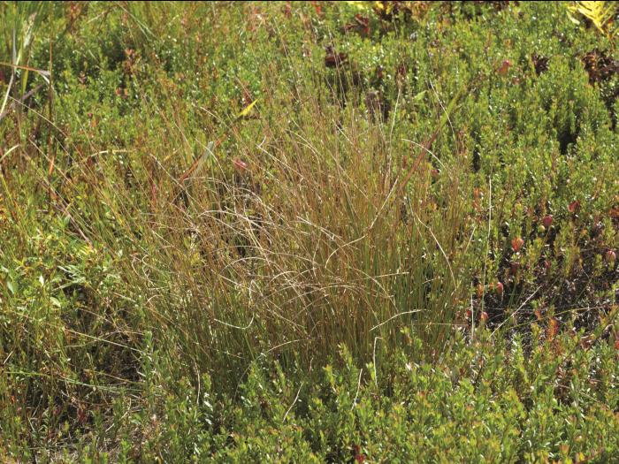 Jonc filiforme (Juncus filiformis)_1