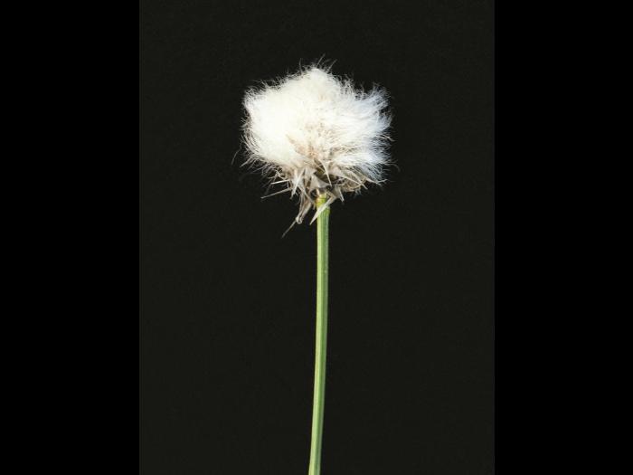 Linaigrette dense (Eriophorum vaginatum subsp. spissum)_3
