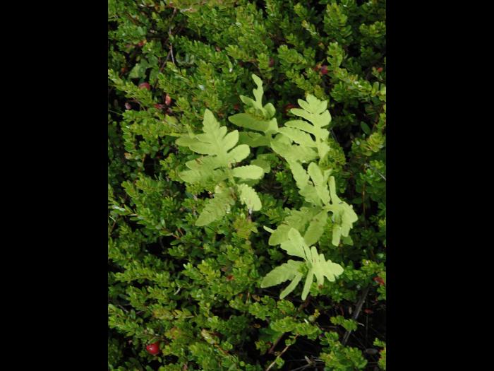 Onoclée sensible (Onoclea sensibilis)_8