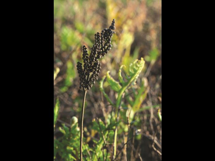 Onoclée sensible (Onoclea sensibilis)_10