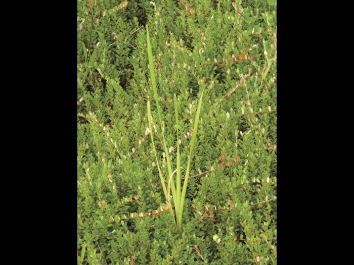 Quenouille feuilles larges (Typha latifolia)_2