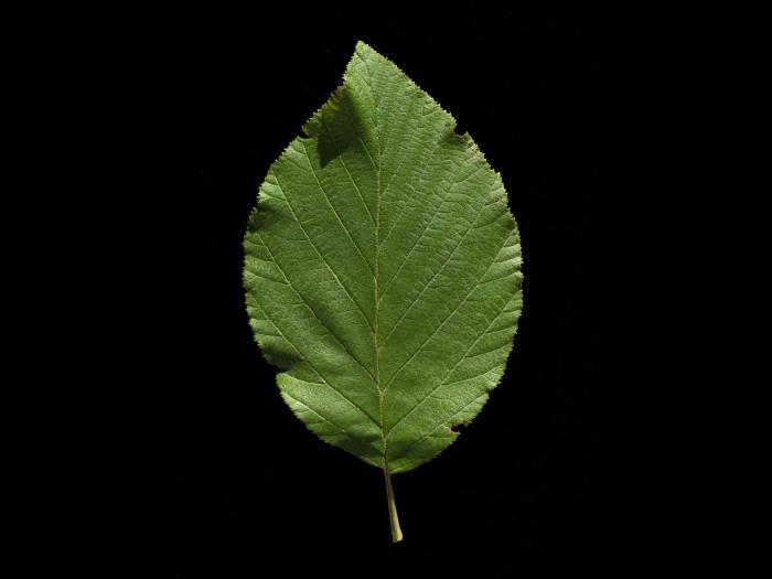 Aulne crispé(Alnus alnobetula)_6