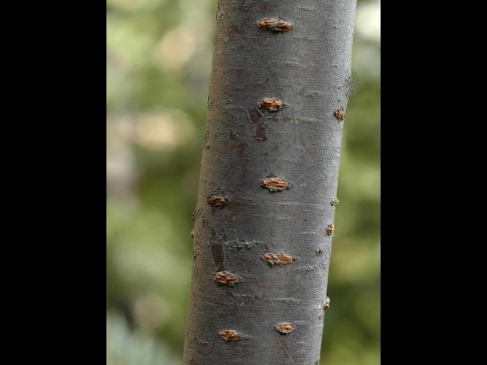 Cerisier Pennsylvanie(Prunus pensylvanica)_6