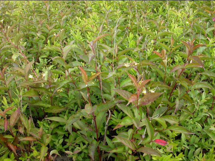 Dièreville chèvrefeuille(Diervilla lonicera)_3