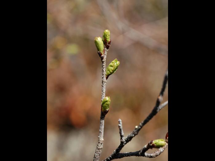 Bouleau glanduleux(Betula glandulosa)_1