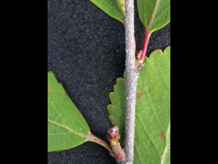 Bouleau nain boréal(Betula pumila)_3