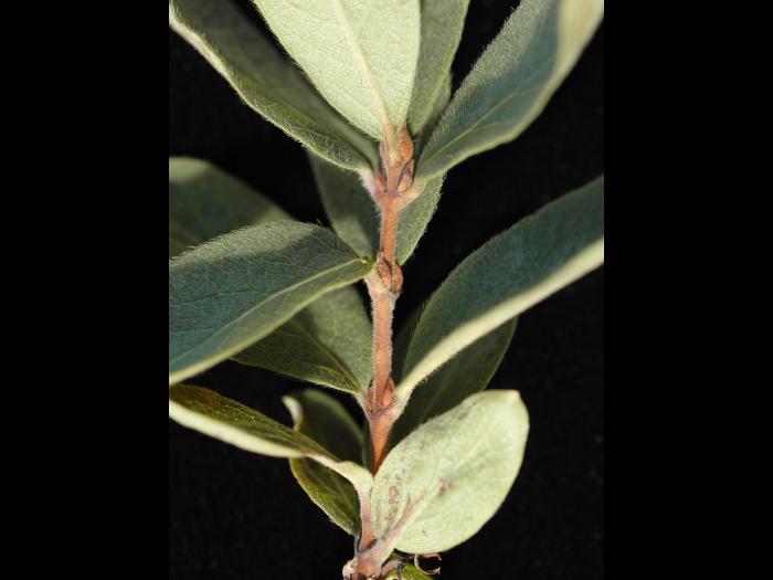 Chèvrefeuille velu(Lonicera villosa)_4