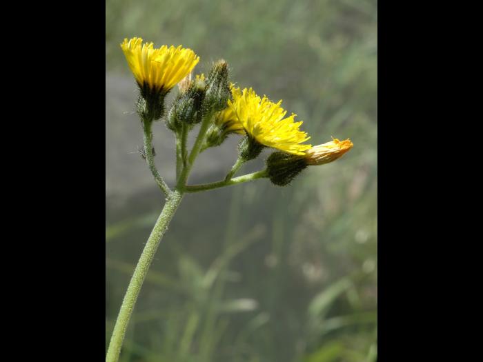 Épervière fleurs nombreuses(Pilosella x floribunda)_1