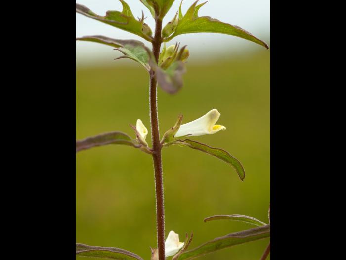 Mélampyre linéaire (Melampyrum lineare)_2