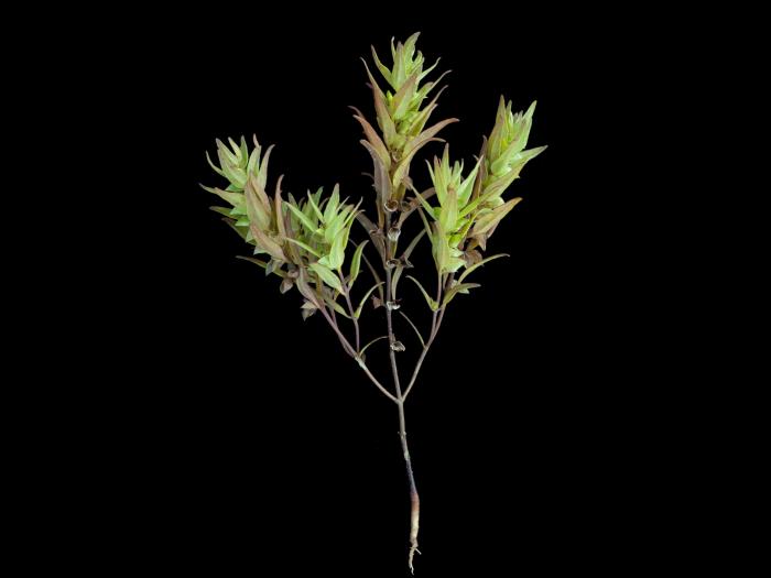 Mélampyre linéaire (Melampyrum lineare)_6