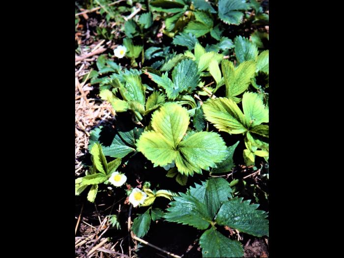 Fraise - glyphosate (9)_22