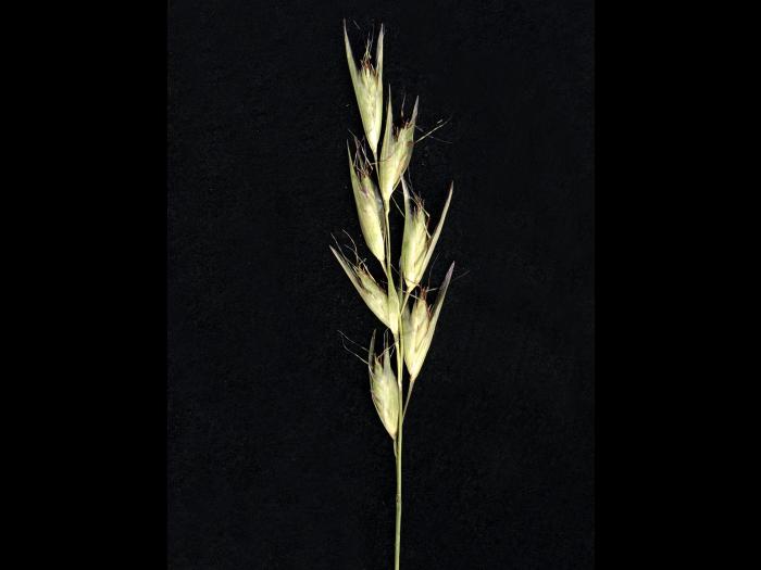 Danthonie épi(Danthonia spicata)_2