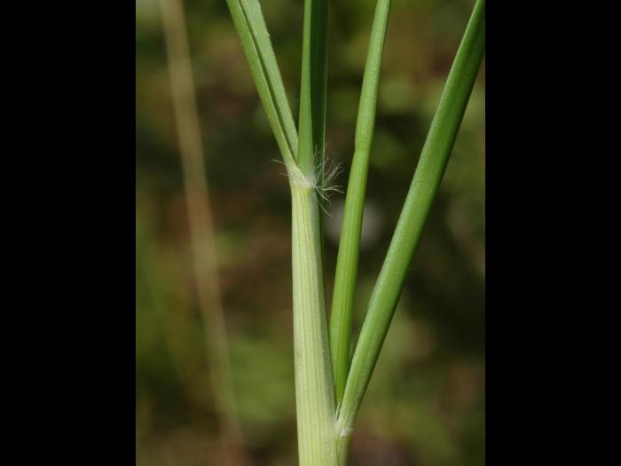 Danthonie épi(Danthonia spicata)_5