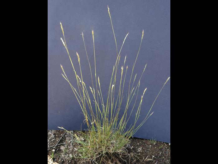 Danthonie épi(Danthonia spicata)_6