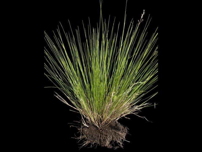 Oryzopsis piquant (Piptatheropsis pungens)_4