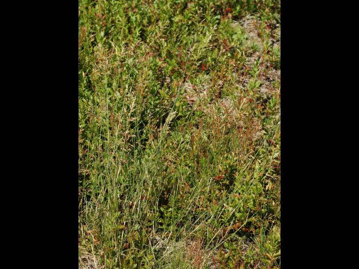 Pâturin comprimé (Poa compressa)_1