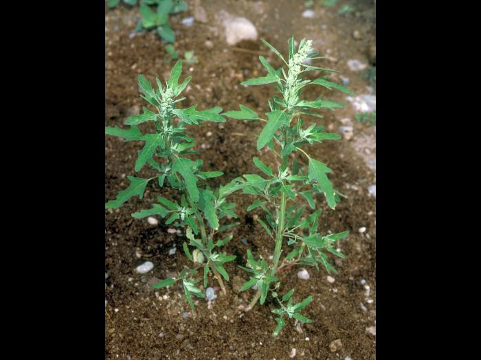 Chénopode feuilles figuier(Chenopodium ficifolium)_4