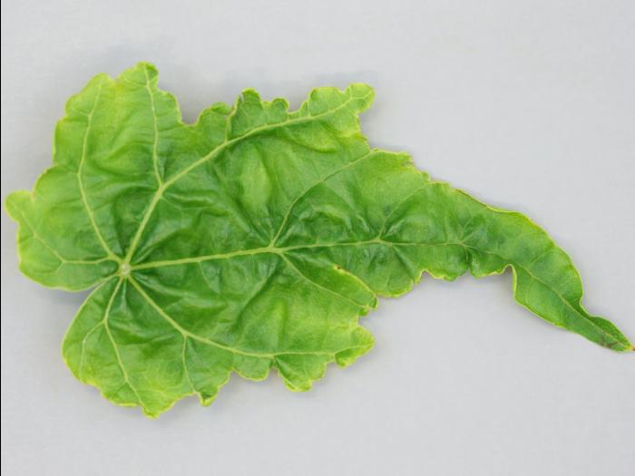 Vigne (raisin) - glyphosate (9)_7