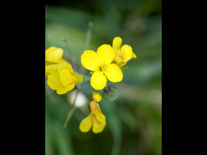 Canola(Brassica napus)_1