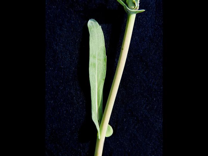 Canola(Brassica napus)_2