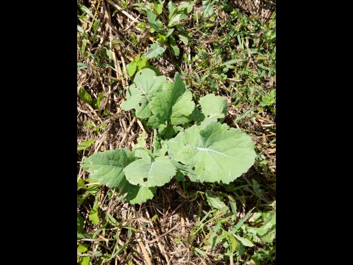 Canola(Brassica napus)_5