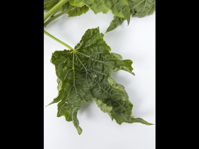 Vigne (raisin) - glyphosate (9)_8