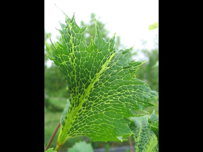 Vigne (raisin) - glyphosate (9)_13