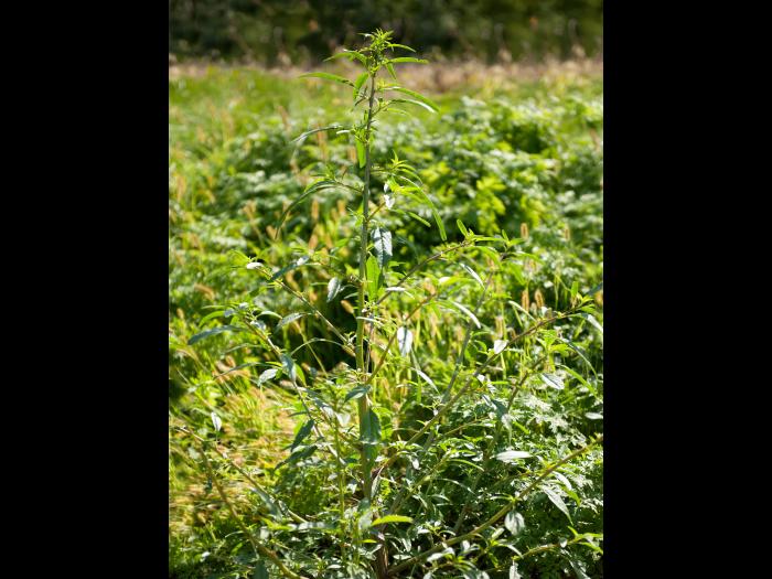 Amarante tuberculée(Amaranthus tuberculatus)_12