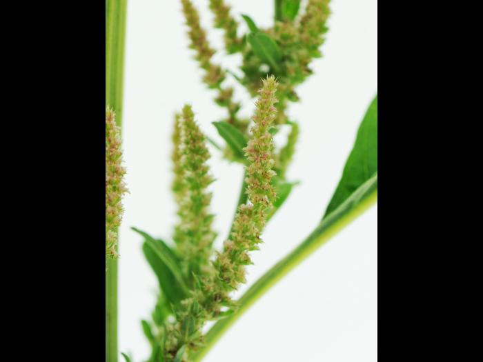 Amarante tuberculée(Amaranthus tuberculatus)_33