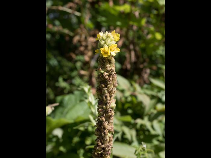 Grande molène (Verbascum thapsus)_6