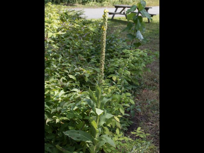Grande molène (Verbascum thapsus)_7