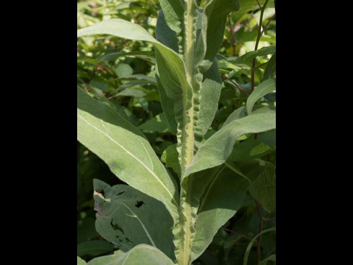 Grande molène (Verbascum thapsus)_8