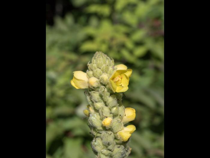 Grande molène (Verbascum thapsus)_10
