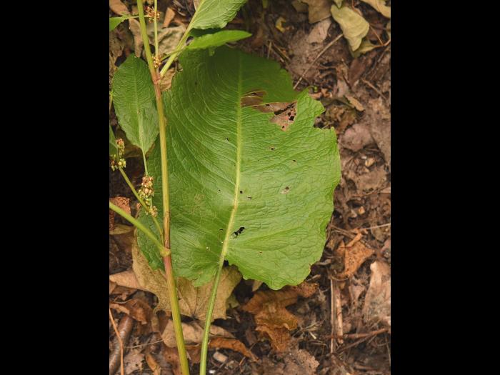 Patiente feuilles obtuses (Rumex obtusifolius)_10