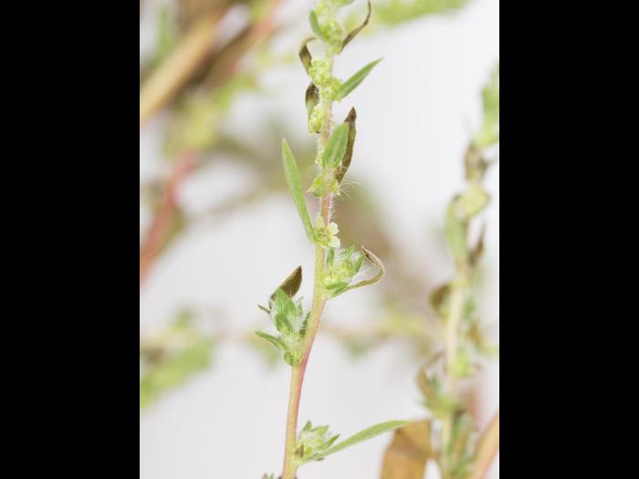 Kochia balais (Bassia scoparia)_7