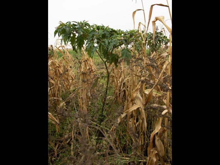 Stramoine commune(Datura stramonium)_13