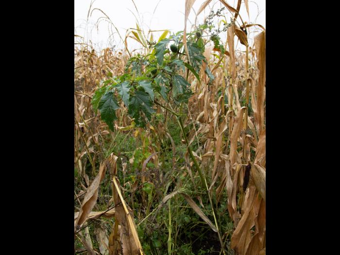 Stramoine commune(Datura stramonium)_15