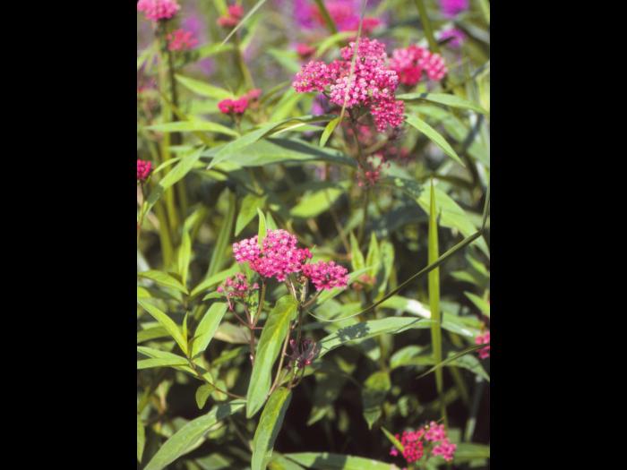 Asclépiade incarnate(Asclepias incarnata)_4