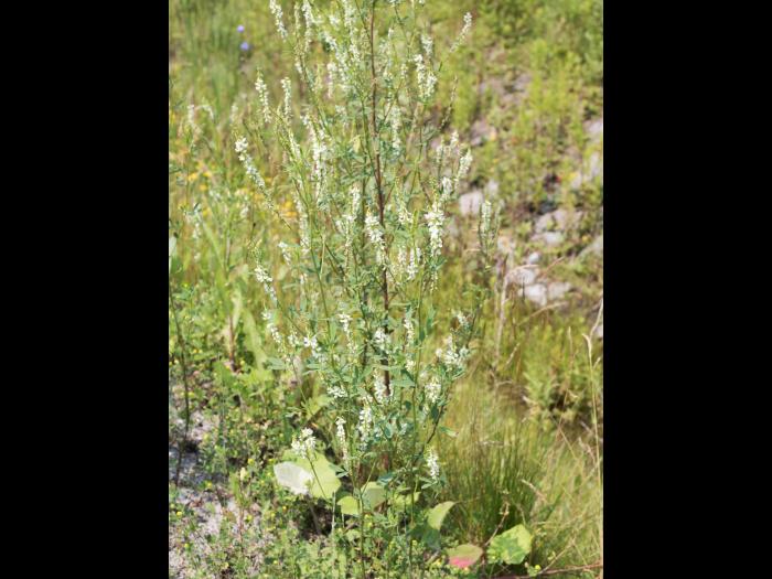 Mélilot blanc (Melilotus albus)_1