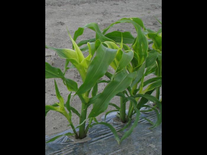 Maïs sucré - topramezone (27)_4