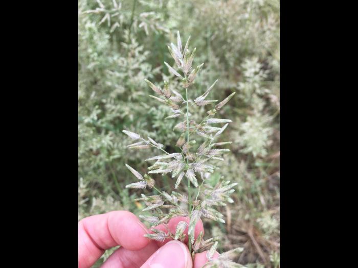 Éragrostide fétide (Eragrostis cilianensis)_5