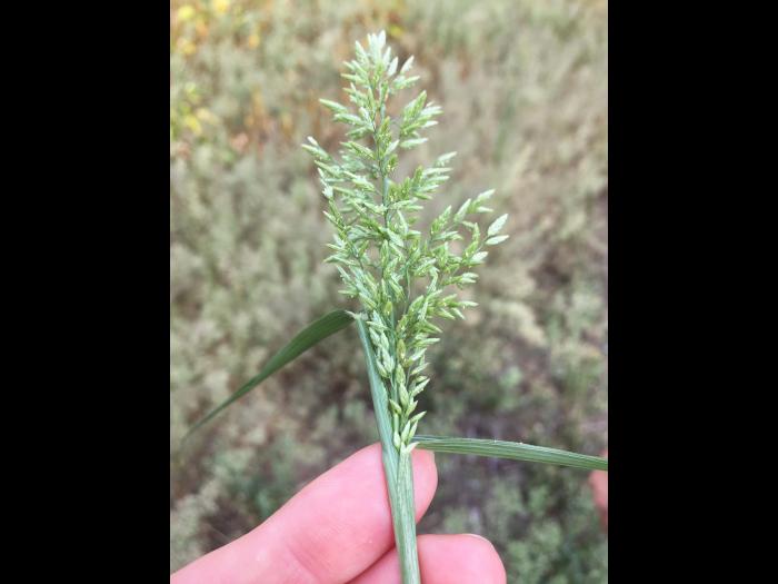 Éragrostide fétide (Eragrostis cilianensis)_7