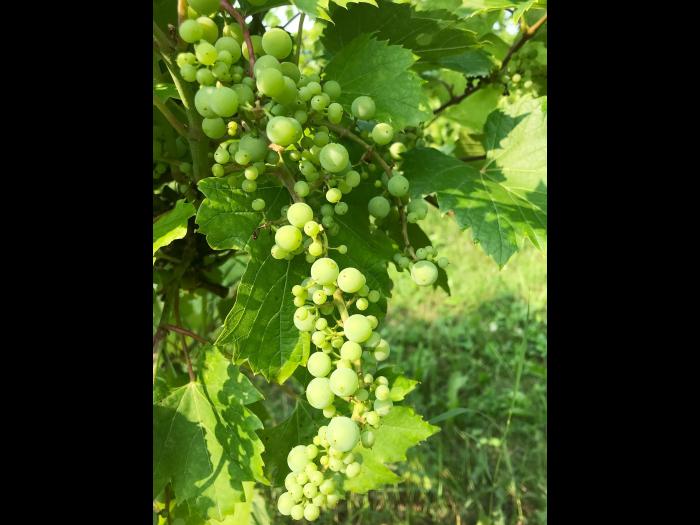 Vigne (raisin) - Virus de la tache annulaire de la tomate (ToRSV)_6