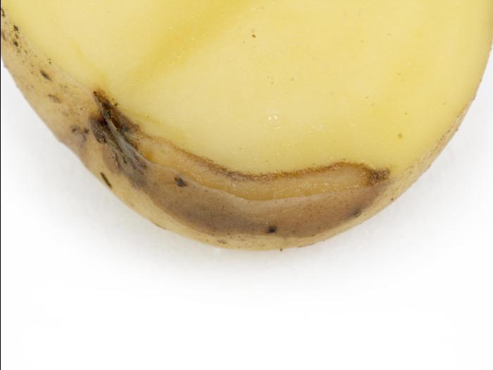 Pomme de terre - Pourriture molle bactérienne (Pectobacterium carotovorum)